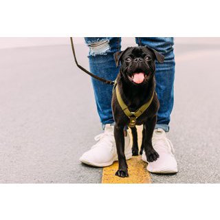 Dog walk