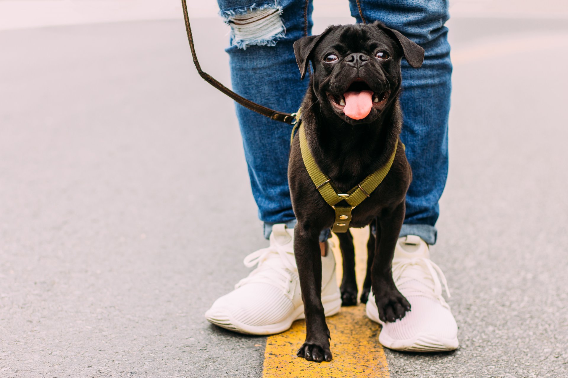 Dog walk