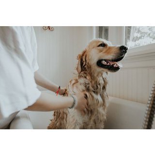 Dog grooming