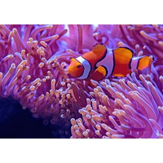 Aquarium maintenance