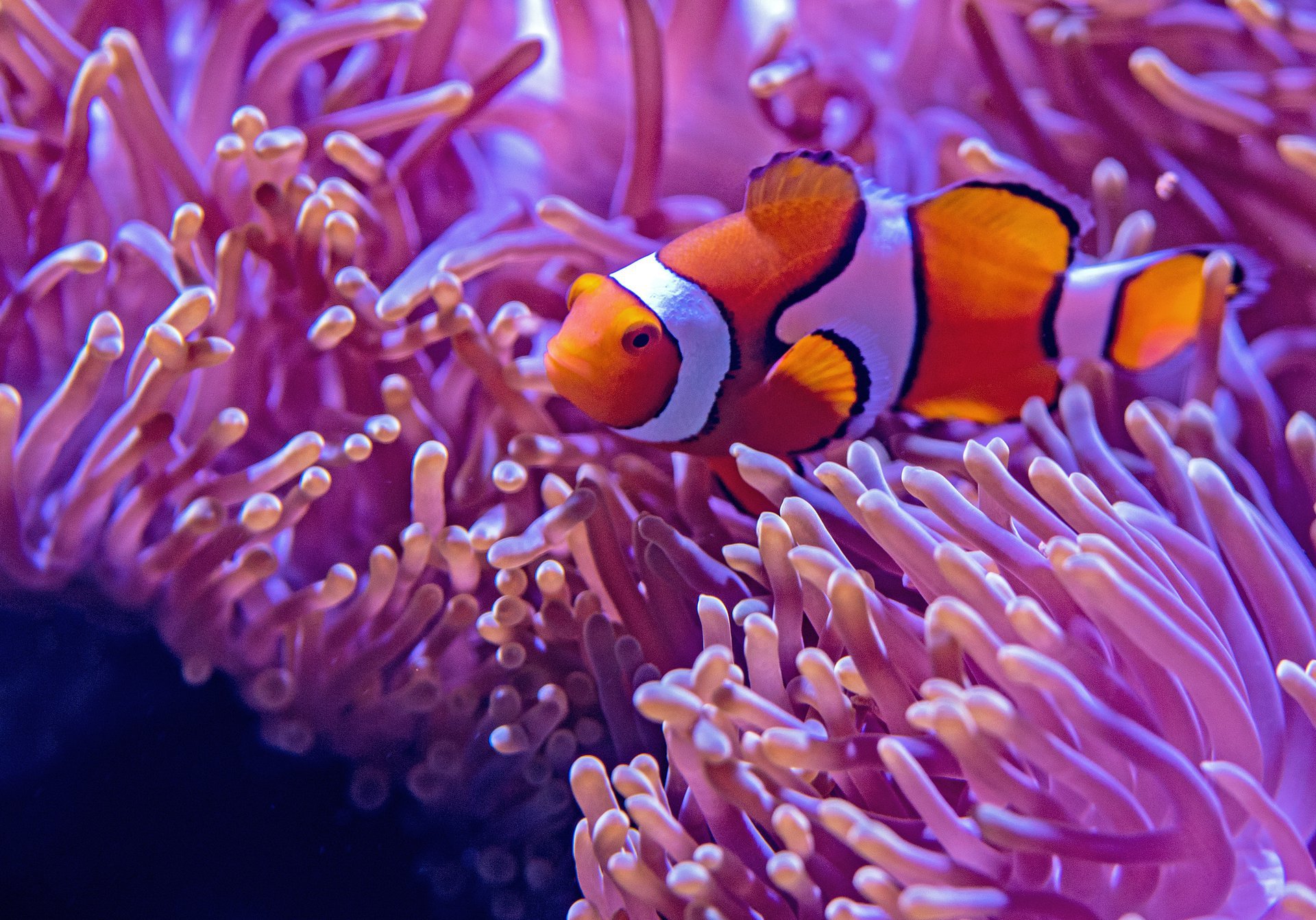 Aquarium maintenance