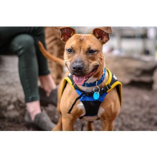 Dog training