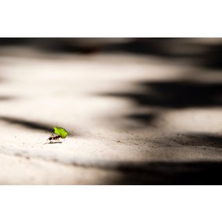 Cockroach and ants exterminator