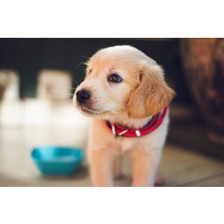 Dog sitter