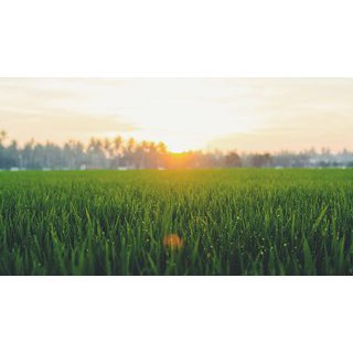 Synthetic grass installation