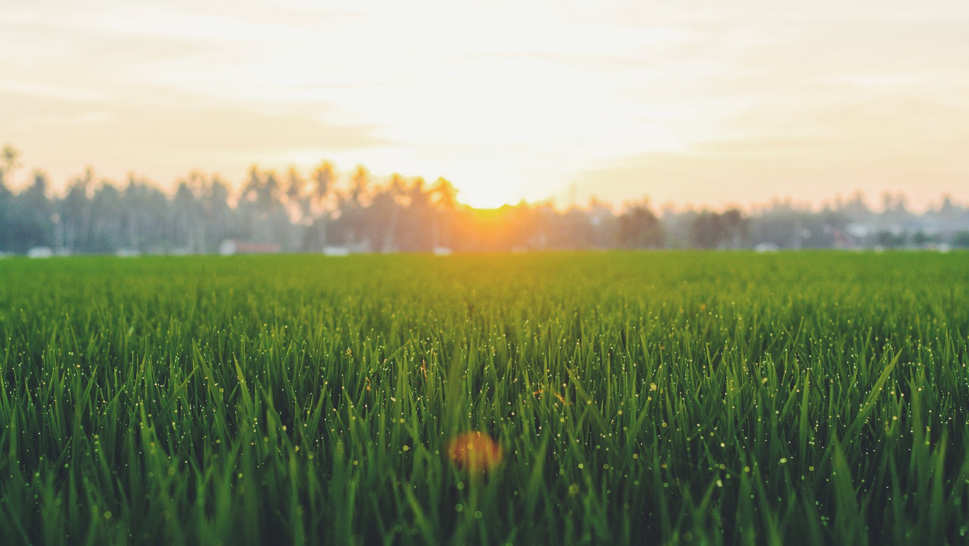 Synthetic grass installation